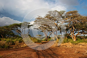 Landscape of Samburu before storm, Samburu, Kenya