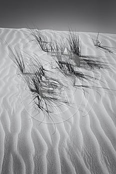 Landscape of sand dune and grass with wind pattern artistic conversion