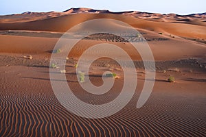 Landscape of sand dunes in the desert of Rub` Al Khali