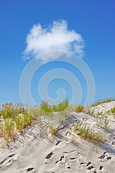 Landscape of sand dunes on west coast of Jutland in Loekken, Denmark. Closeup of tufts of green grass growing on empty