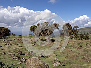 Landscape in Sanetti Plateau, Bale National Park, Ethiopia photo