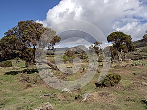 Landscape in Sanetti Plateau, Bale National Park, Ethiopia photo