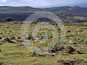 Landscape in Sanetti Plateau, Bale National Park, Ethiopia photo