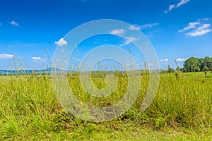 Landscape of Savanna Forest and mountain with a blue sky and white clouds in the spring afternoon