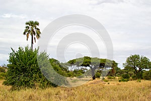 Landscape of the savanna of Tarangire National Park, in Tanzania, with yellow grass, acacias and a tall palm tree at the