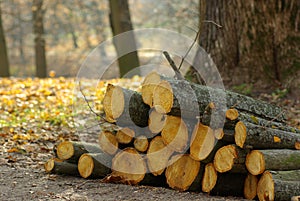 Landscape with a sawn logs , deforestation,
