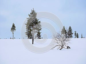 landscape scene of Pine Tree ilex conifer foliage under the white snow cover mountain hill