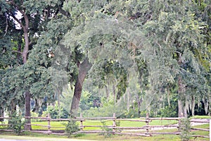 Landscape scene with trees and wood fence