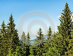 Landscape scenery in the Bucegi Mountains, part of the Carpathian Mountains. Pine tree forest in the mountains