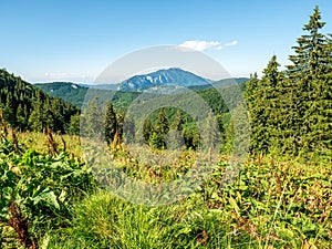 Landscape scenery in the Bucegi Mountains, part of the Carpathian Mountains. Pine tree forest in the mountains