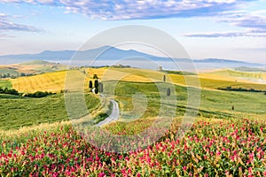 Landscape scenery early in the morning of Tuscany in Italy, with cypresses trees and green field with beautiful colors on summer