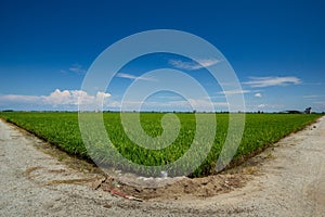 Landscape scenery of green paddy field in Sekinchan, Malaysia.