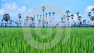 Landscape scenery of green rice fields with background of scattered sugar palm trees and blue cloudy sky in rural at Pathum Thani