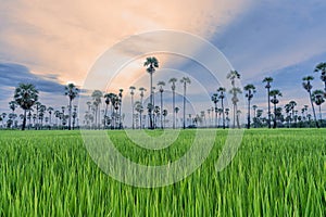 Landscape scenery of green rice fields with scattered supar palm trees with cloudy morning sky at Sam Khok, Pathum Thani, Thailand