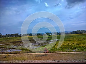 Landscape scenery of rice fields on the edge of the train track