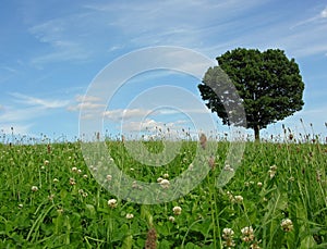 Landscape scenery with solitary tree