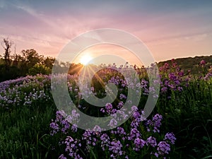 Landscape scenery of the sun rising over a hillside illuminating a field of purple wildflowers, dameâ€™s rocket, phlox with