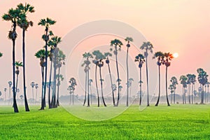 Landscape scenery of young rice field with palm tree during sunrise