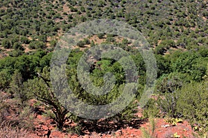 Landscape scenic view of Bell Trail, No. 13 at Wet Beaver Wilderness, Coconino National Forest, Arizona, United States