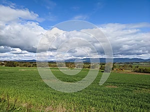 Landscape of Scotland - fields of green crops, mountains and blue sky