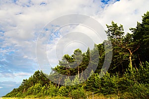 Landscape with Scots or Scotch pine Pinus sylvestris tree forest growing on dunes at Baltic sea shore.