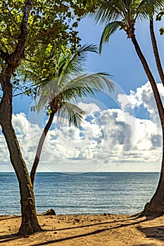 Landscape of the sea of Itacare in Bahia through the trees