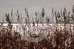 Landscape of sea and long yellow grass and a beach