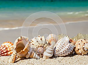 Landscape with seashells on tropical beach