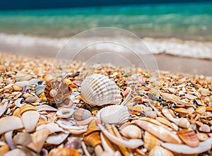 Landscape with seashells on tropical beach