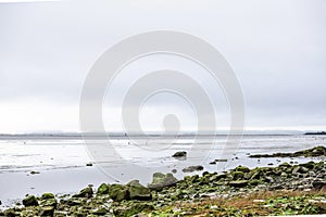 Landscape with seaweed stones on the coast of the Northwest Pacific Ocean at low tide