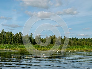 Landscape with Seda River, which flows into Burtnieki Lake. Latvia