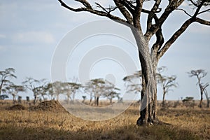 Landscape of Serengeti plain, Tanzania