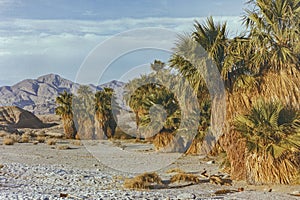Da diciassette palme oasi deserto 1990 