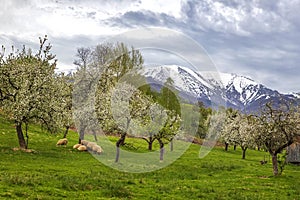 sheep grazing green grass under flowering trees in the mountains with snow-capped hills