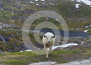 Landscape of sheep and mountains with snow on Trollstigen road Norway