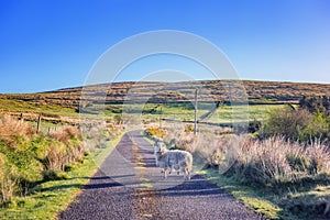 Landscape with sheeps on the road in a county Cork