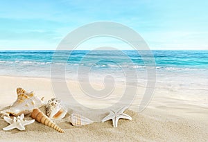 Landscape with shells on tropical beach