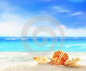 Landscape with shells on tropical beach. Summer concept