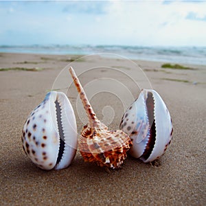Landscape with shells on tropical beach. Travel and tourism concept