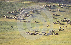 Landscape with a shepherd and a flock of sheep in the field