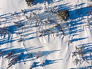 Landscape Sheregesh snow covered pine forest in mountains during winter aerial top view