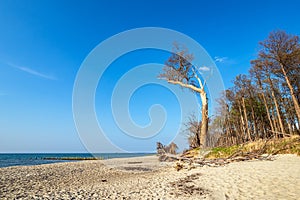 Landscape on shore of the Baltic Sea in Graal Mueritz, Germany