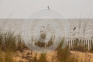 Landscape of the shoreline and beach in Rehoboth Beach Delaware with seagulls.