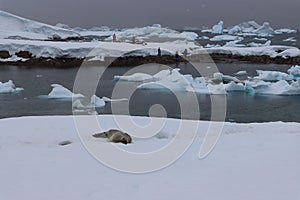 Landscape shot of an Antarctician environment with a seal resting on the frozen shore