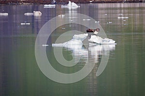 Landscape shot of Bald eagle landing on ice floe in Alaska`s Glacier Bay.