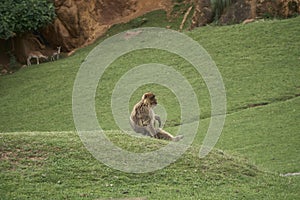 Landscape shot of a Barbary macaque sitting on grass monkey in Cabarceno Zoo, Cantabria, Spain photo