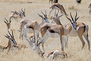 Landscape shot of beautiful African springbok gazelles in front of dry grass, Etosha National Park, Namibia, Africa