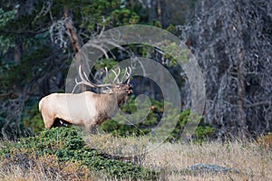 Landscape shot of bull elk bugling photo