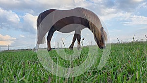 Landscape shot of chestnut welsh pony gelding grazing in green fields on equestrian livery farm