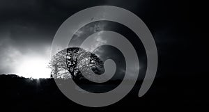 Landscape shot of fields with tree in one side of the frame during dusk/sunset time.